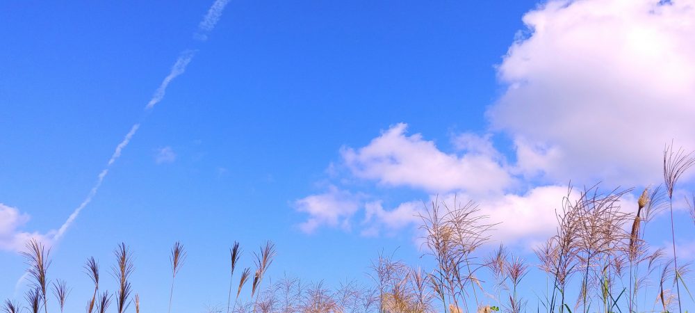 35149839_m - コピー